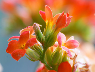 flowers of red kalanchoe