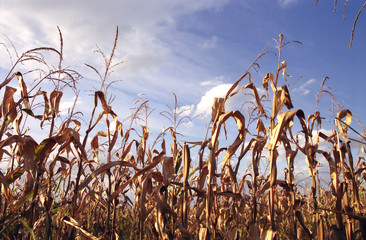 harvest