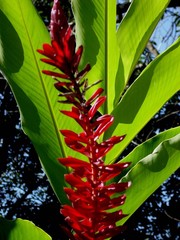 plante brésilienne