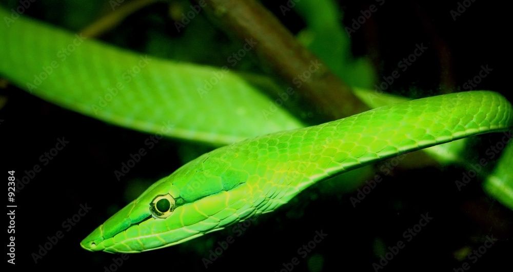 Wall mural green tree snake