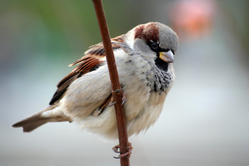 sparrow