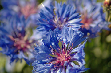 blue cornflower