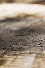 growth rings cracks