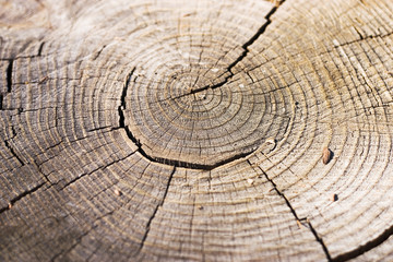 growth rings - 92967