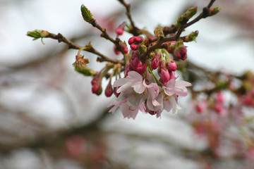 pink flowers in springtime