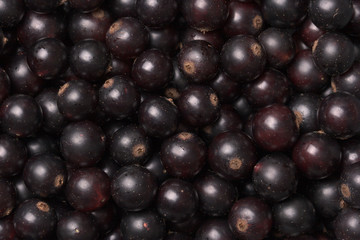 black-currant