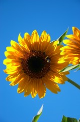 Naklejka premium sunflower