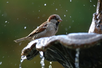 Obraz premium moineau1