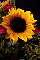 Obraz premium sunflower
