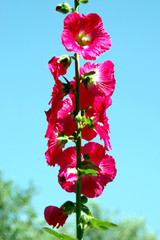 fleur pourpre
