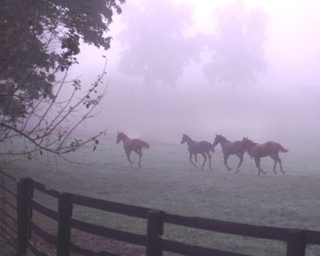 Horses Running