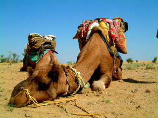 camel sleeping