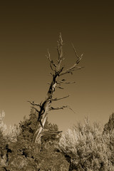 bristllecone pine, oregon badlands