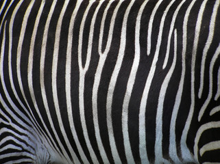 Fototapeta na wymiar szczegóły zebra
