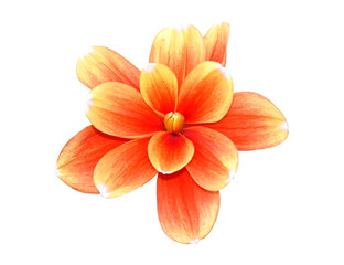 red and yellow flower head:p2