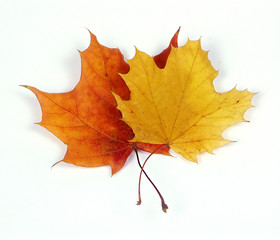 autumn leaves