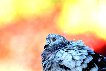 pigeon 12