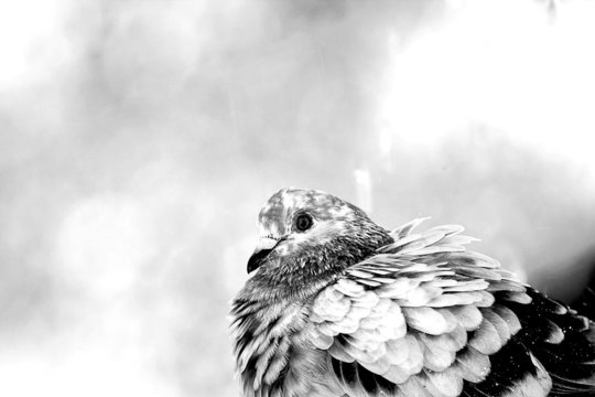 pigeon en noir et blanc 2
