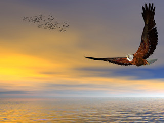 Obrazy na Szkle  Bielik amerykański, latający wolny.