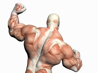 anatomy of the man, body builder.