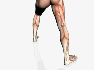anatomy of the man, muscular man.