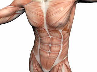 anatomy of the man, muscular man.