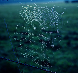 toile d'araign&eacute;e