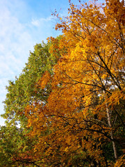 autumn tree