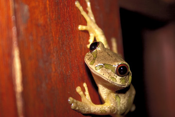 african tree frog