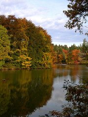 autumn forest