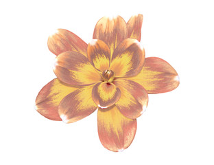 Fototapeta premium purple and yellow flower head:p2