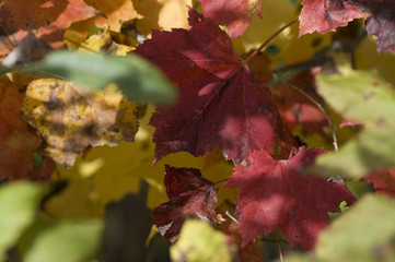 peak of red and yellow foliages