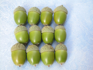 acorns
