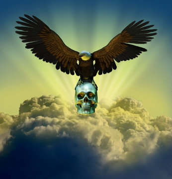 Bald Eagle With Skull