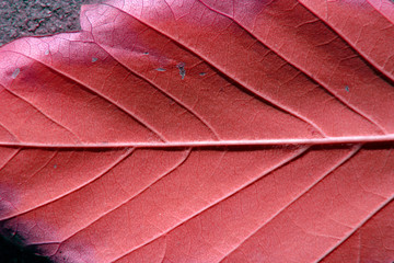 Obraz premium up close and leaf