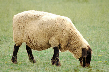 mouton