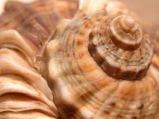 shell