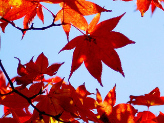 automne coréen 2