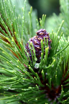 fir-cone