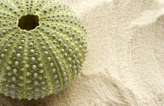 sea urchin and sand