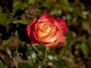 wild rose, rosaceae.