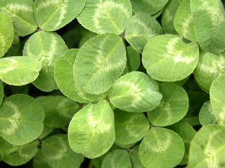 clover