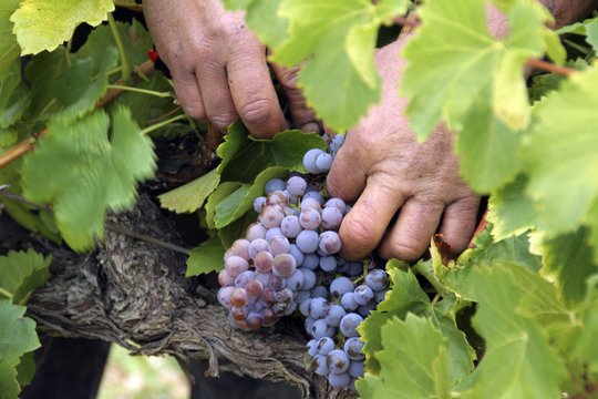 vendanges