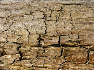 old wood texture