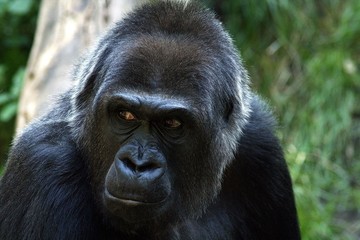 gorilla