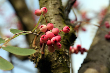 pink berries