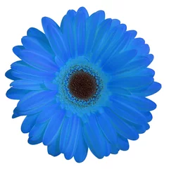 Papier Peint photo Lavable Gerbera fleur (gerbera bleu)