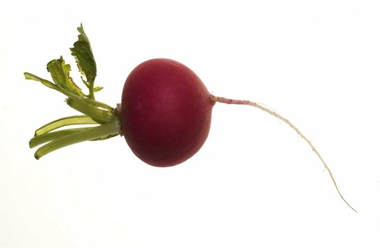 kleiner rettich