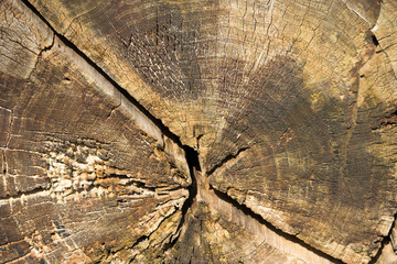 annual rings of an old oak tree