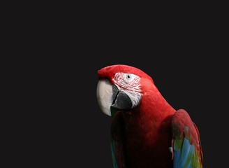 red macaw